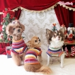 WOOF HAPPY DAY WITH YOUﾄｯﾌﾟｽR/1